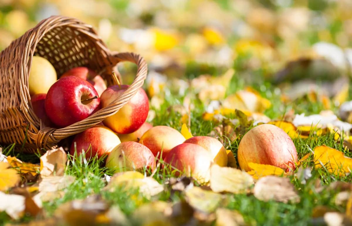 A wicker basket lies on its side in the grass, spilling out several red and yellow apples among fallen autumn leaves on a sunny day.